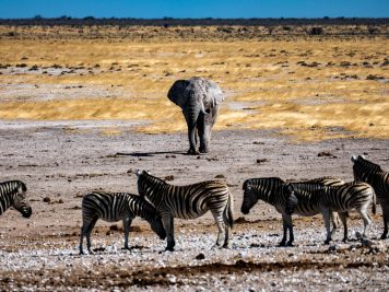 Elefant, Zebras, Namibia, Nationalpark
