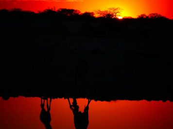 Giraffen, Namibia, Wasserloch, Sonnenuntergang, Abendrot